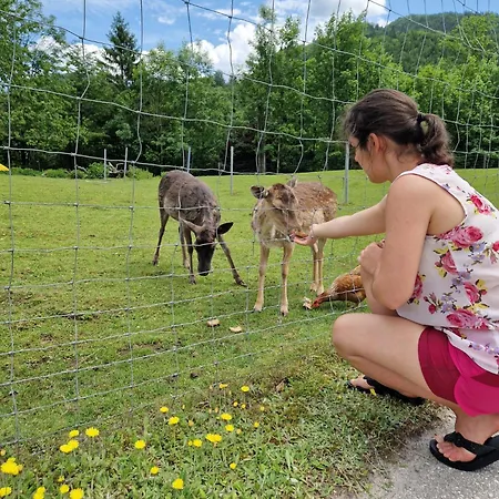 Apartament Viktoria Buchegger *